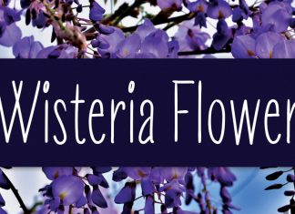 Wisteria Flower Handwritten Font