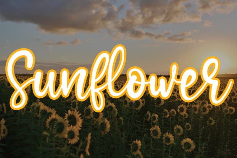 Sunflower Handwritten Font