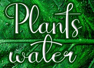 Plants Water Script Font