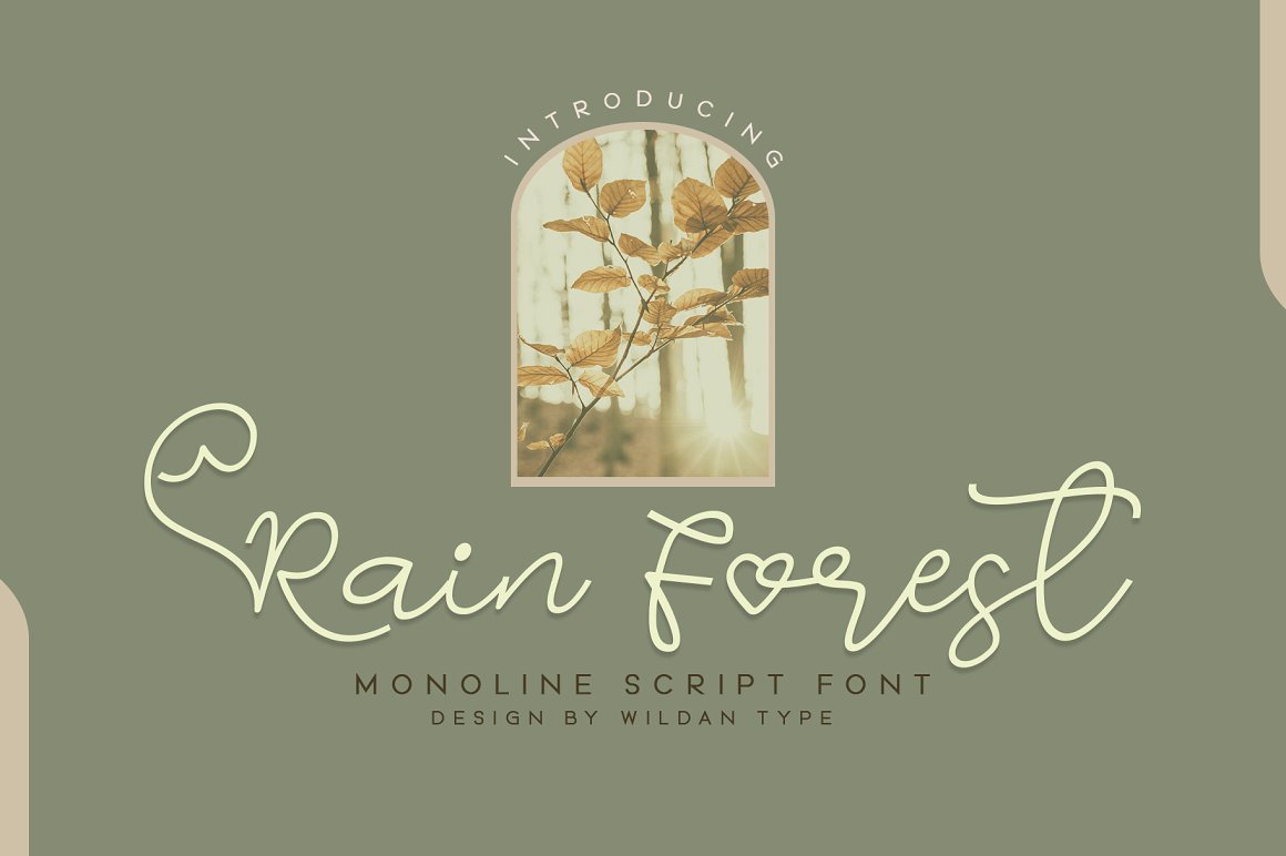 Rain Forest Script Font