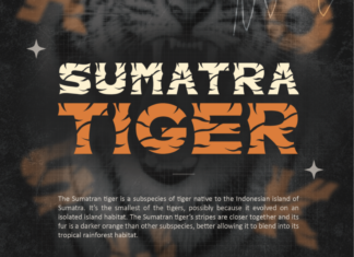 Sumatra Tiger Font